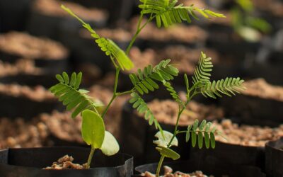 Fundación Bucor se une a BAUM para apadrinar 20 algarrobos nativos en Córdoba